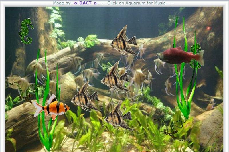 Aquatic Animations
